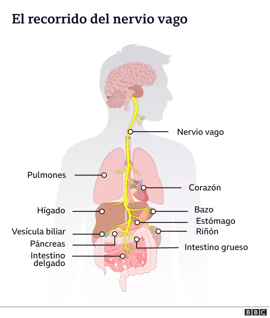 sistema nervioso enterico nervio vago